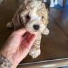 Toy f2bb Goldendoodle female