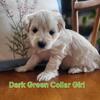 Mini'-Toy Schnoodles