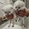 Scottish fold kitten's 