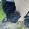 Frenchie Puppy | AKC Registered | Female | 4 Months Old