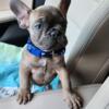 Franklyn male French bulldog AKC full