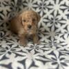 REDUCED Toy poodle 1 male available  AKC