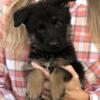 AKC German Shepherd MALE Pup: ROGER