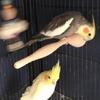 1 breeding pair cockatiel for sale