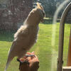 Male Goffin’s Cockatoo – Looking for the Right Home