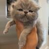 Gorgeous persians and exotic shorthairs 