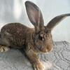 Pure flemish giant rabbit Sandy color female  - will be huge