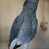 8 months old african grey for rehoming