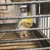 Proven male Cockatiel Breeder 