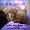 Last AKC Clear mini poodle