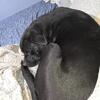 Black lab mix