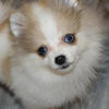 Male Merle Pomeranian Puppy – Atlanta, GA