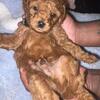 petite mini goldondoodles