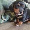 Miniature Dachshund