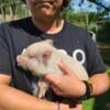 For Sale  Miniature Potbellied Piglets