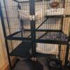 4 ferrets with cage and accessories - Cadillac area