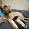 Goldendoodle Puppies – Males & Females Available | First Shots & Starter Pack Included