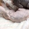 Price to sell sphynx kittens