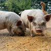 Year old Kune Kune boar 