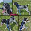 Pointer/Poodle Mix Females