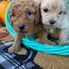 Mini Goldendoodle Multigen Puppies 