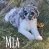 Blue Merle Standard F1b Goldendoodle Female