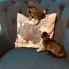 Savannah kittens tica registered