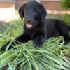 Labrador/Collie Puppies For Sale