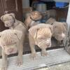 American Bully Puppies, Pocket Bully Type, Bowling Green KY