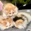 Persian kittens in Florida : brown Persian female kitten 8 w. Free adoption of adult cats