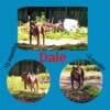 12MONTH OLD APBT Dual REGISTER through ADBA & BONAFIDE repeat breeding