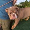 English Bulldog Puppies - Lilac Tri and Chocolate Tri