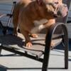 Merle female pocket bully