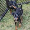 Minature Pinscher Puppies