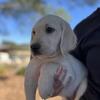 F1 Standard Labradoodle Puppies