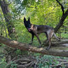 Male Belgian malinois for stud (NOT FOR SALE!!!)