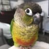 Yellow Sided Green Cheeked Conures, Handfed, Sweet & Colorful Young Babies