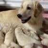 AKC Golden Retriever Pups-Light Golden OFA Hip Elbow Eye Heart DNA clear Champion Bloodlines