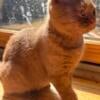 Cinnamon British Shorthair Female Kitten