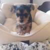 CKC Female Yorkie-tzu 7 weeks