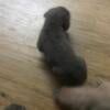 Cane corso puppies available for adoption