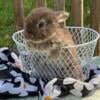 Holland lop babies ready to go