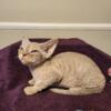 Devon rex female kitten lilly