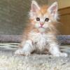 NewElite Maine coon kitten from Europe with excellent pedigree, male. NOV Peach Polydactyl