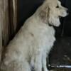 Male and female Great Pyrenees looking for a new farm