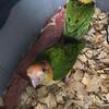 caiques