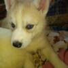 AKC Siberian Husky puppies