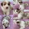 AKC Standard Australian Shepherd Puppies