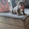 Lilac French bulldog male 3.5 months