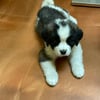 AKC Saint Bernards